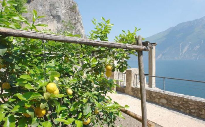limonaie-del-garda-700x436